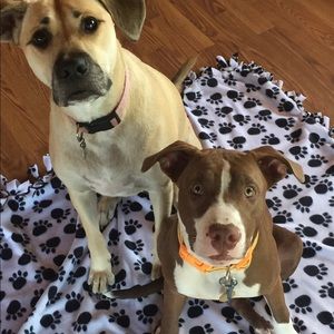 Meet your Posher, Destiny